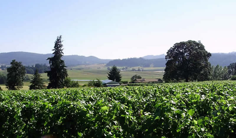 Harlow Hills Vineyard